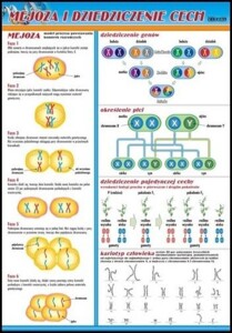 Mejoza i dziedziczenie cech - plansza dydaktyczna
