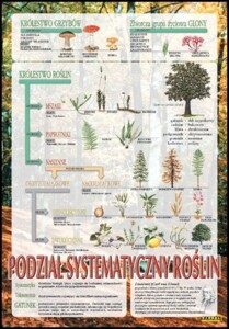 Systematyka roślin - plansza dydaktyczna