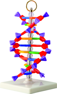 DNA - model