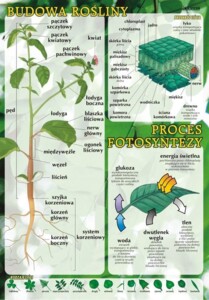 Budowa rośliny i proces fotosyntezy - plansza dydaktyczna