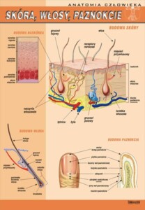 Skóra, włosy, paznokcie - plansza dydaktyczna