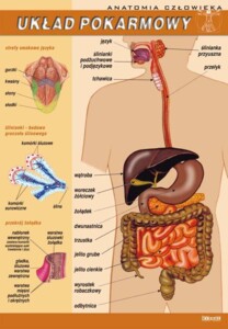 Układ pokarmowy - plansza dydaktyczna