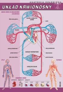 Układ krwionośny - plansza dydaktyczna