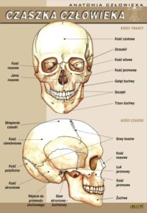 Czaszka człowieka - plansza dydaktyczna