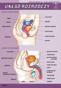 Żeński i męski układ rozrodczy - plansza dydaktyczna