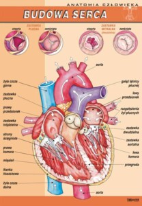 Serce człowieka - plansza dydaktyczna