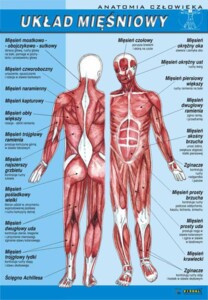 Układ mięśniowy - plansza dydaktyczna