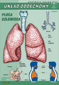 Układ oddechowy - plansza dydaktyczna