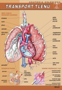 Transport tlenu - plansza dydaktyczna