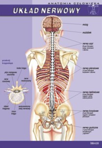 Układ nerwowy - plansza dydaktyczna