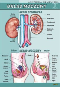 Układ moczowy - plansza dydaktyczna