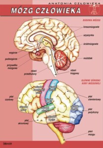 Mózg człowieka - plansza dydaktyczna