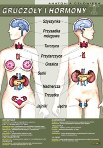 Gruczoły i hormony - plansza dydaktyczna