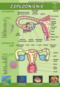 Zapłodnienie - plansza dydaktyczna