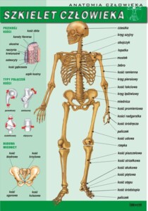 Szkielet człowieka - plansza dydaktyczna