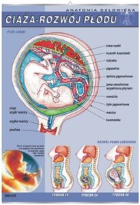 Ciąża - rozwój płodu ludzkiego - plansza dydaktyczna