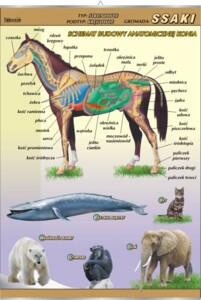 Ssaki - budowa anatomiczna - plansza dydaktyczna