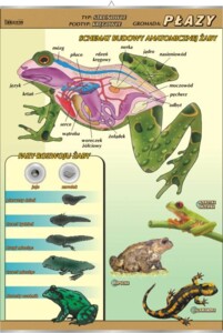 Płazy - budowa anatomiczna - plansza dydaktyczna