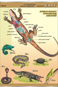 Gady - budowa anatomiczna - plansza dydaktyczna