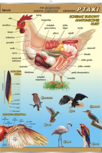 Ptaki - budowa anatomiczna - plansza dydaktyczna