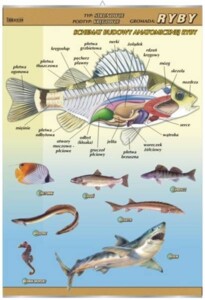 Ryby - budowa anatomiczna - plansza dydaktyczna