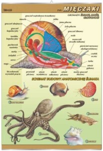 Mięczaki - budowa anatomiczna - plansza dydaktyczna