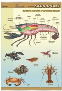 Skorupiaki - budowa anatomiczna - plansza dydaktyczna