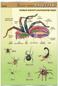 Pajęczaki - budowa anatomiczna - plansza dydaktyczna