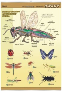 Owady - budowa anatomiczna - plansza dydaktyczna