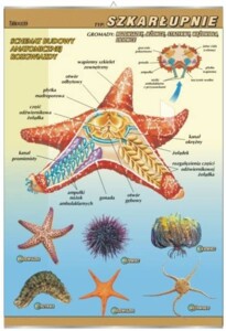 Szkarłupnie - budowa anatomiczna - plansza dydaktyczna