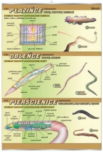 Płazińce, obleńce, pierścienice - budowa anatomiczna - plansza dydaktyczna