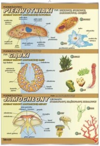 Pierwotniaki, gąbki, jamochłony - budowa anatomiczna - plansza dydaktyczna