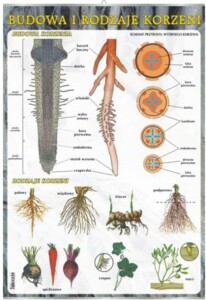 Budowa i rodzaje korzeni - plansza dydaktyczna