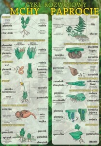 Mchy i paprocie - cykl rozwojowy - plansza dydaktyczna