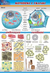 Komórki i tkanki - plansza dydaktyczna