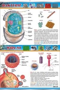 Bakterie i wirusy - plansza dydaktyczna
