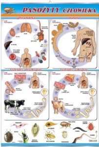 Pasożyty człowieka - plansza dydaktyczna