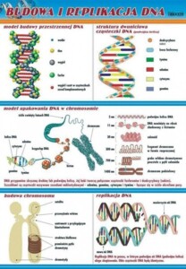 Budowa i replikacja DNA - plansza dydaktyczna